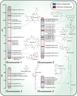 Engineering of the Filamentous Fungus Penicillium chrysogenum as Cell Factory for Natural Products